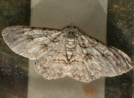 Bent-line Gray